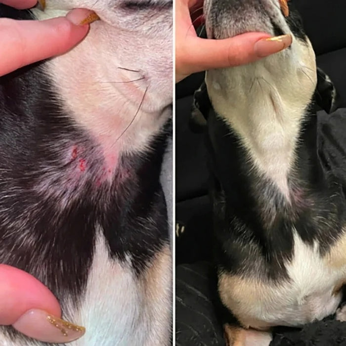 Collo di un cane prima e dopo il trattamento