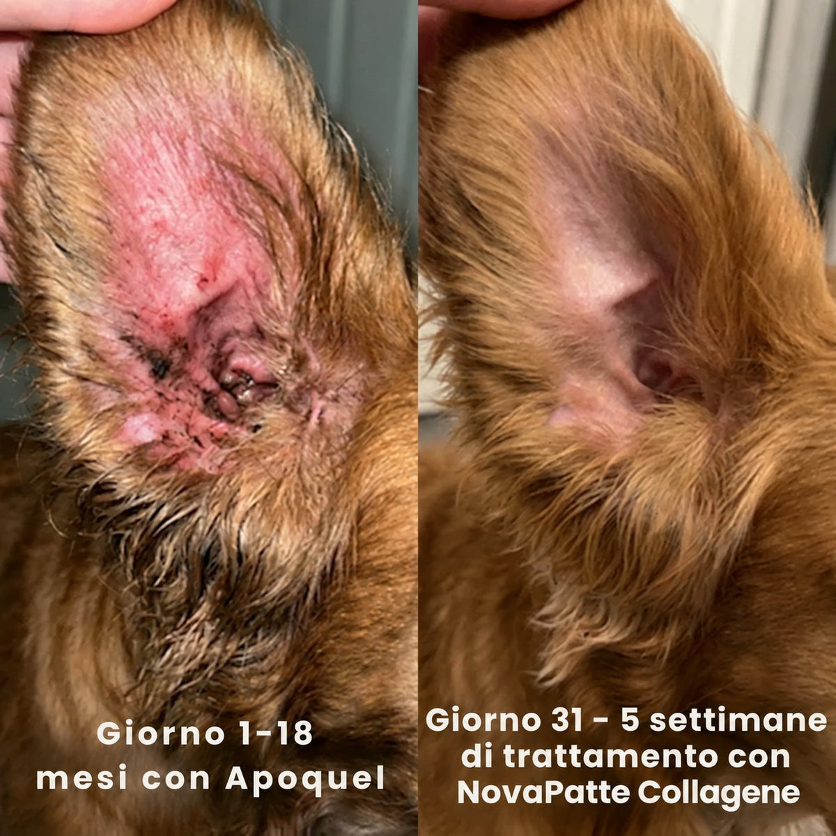 Orecchio di cane prima e dopo 5 settimane con NovaPatte Collagene