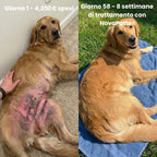 Pancia di golden retriever prima e dopo 8 settimane con NovaPatte