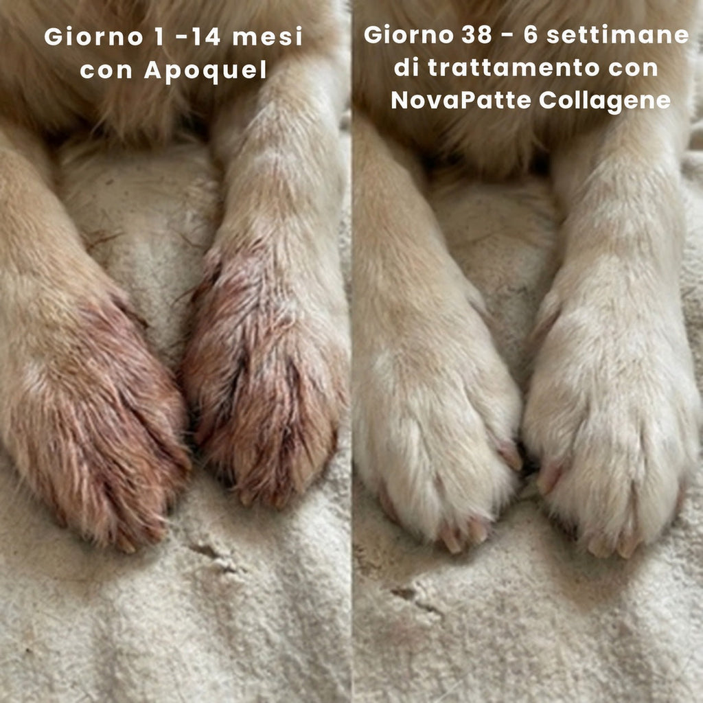 Zampe di cane prima e dopo il trattamento con NovaPatte Collagene