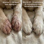 Zampe di cane prima e dopo il trattamento con NovaPatte Collagene
