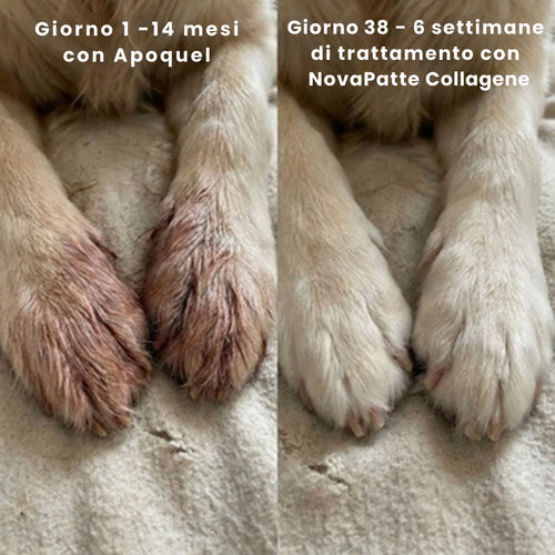 Zampe di cane prima e dopo il trattamento con NovaPatte Collagene
