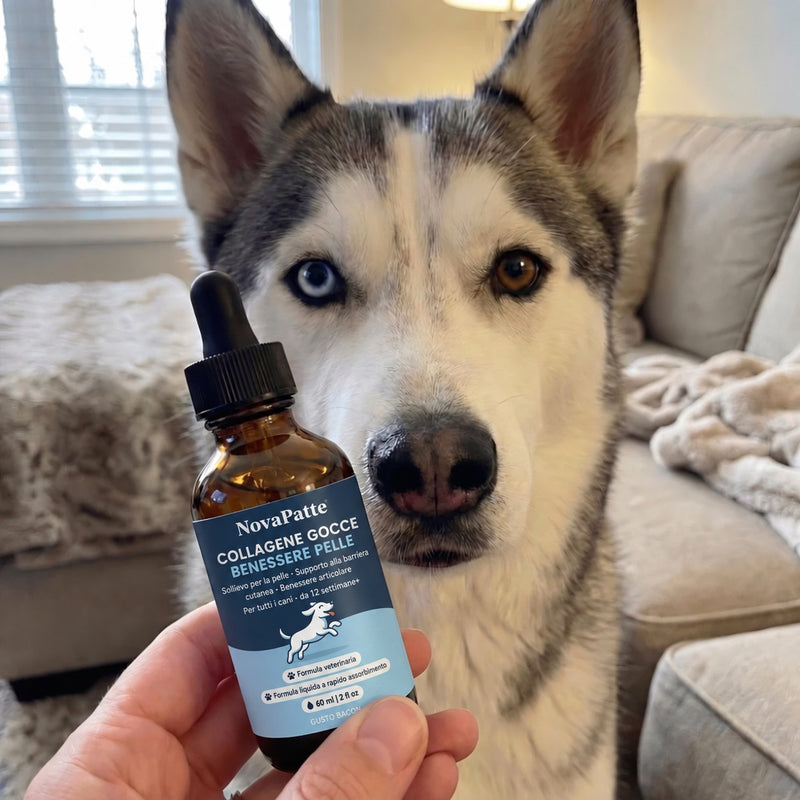Husky accanto al flacone di NovaPatte Collagene Gocce